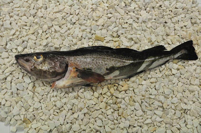 Baltic Cod fillet without skin, Dorsz Bałtycki filet bez skóry, Gadus morhua, ryby, ryby morskie 